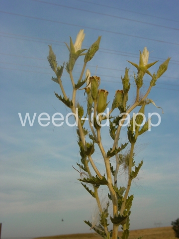 mentzelia, naked